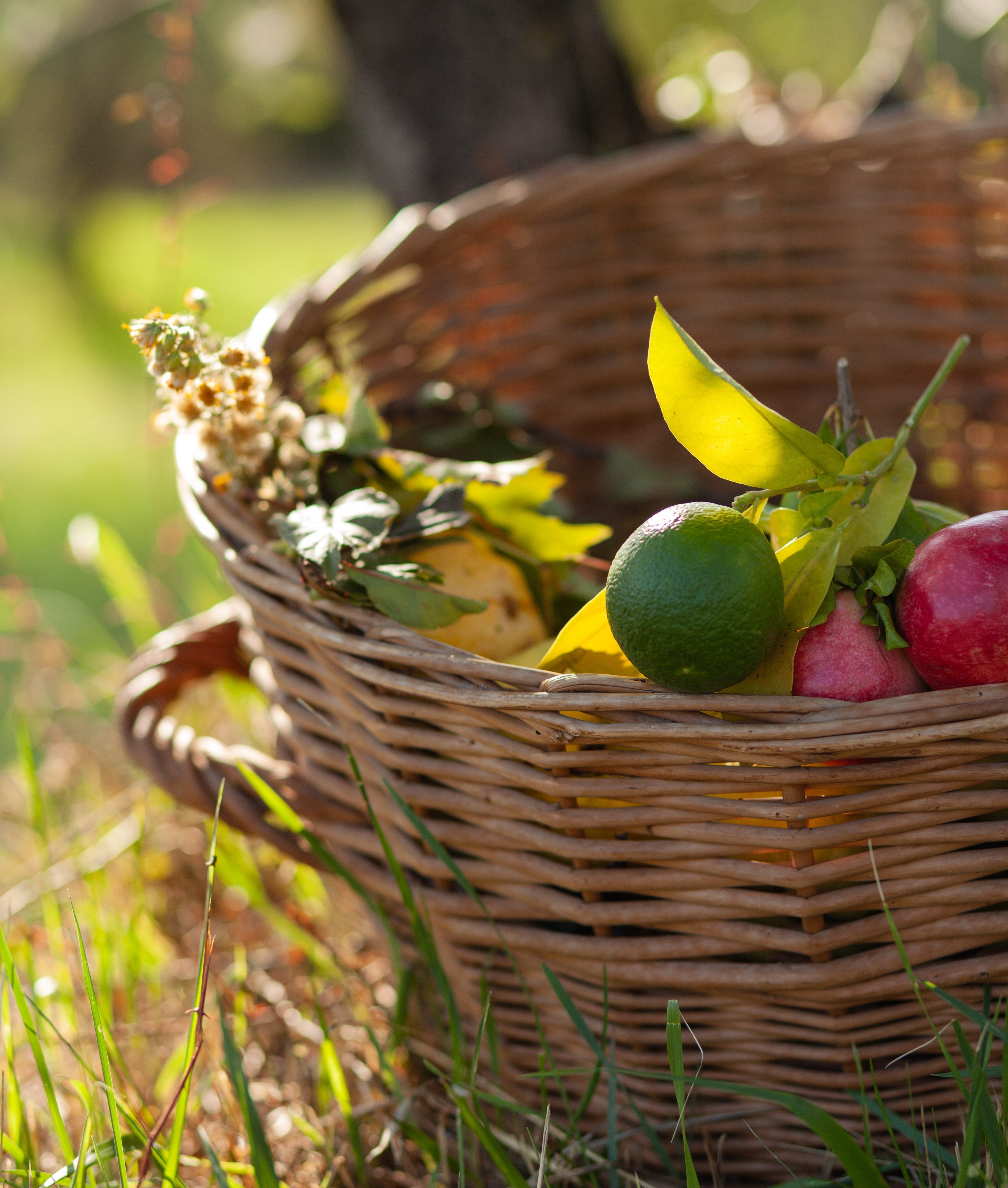 Boost Your Immune System with a Balanced Lifestyle and the Goodness of Nature