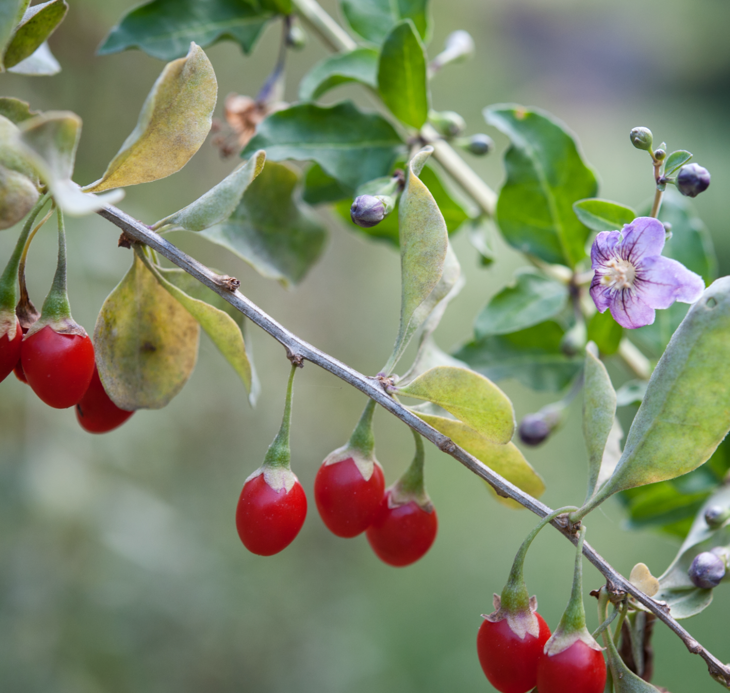 What Are Goji Berries Good For? The Tiny Red Powerhouses with Big Benefits.