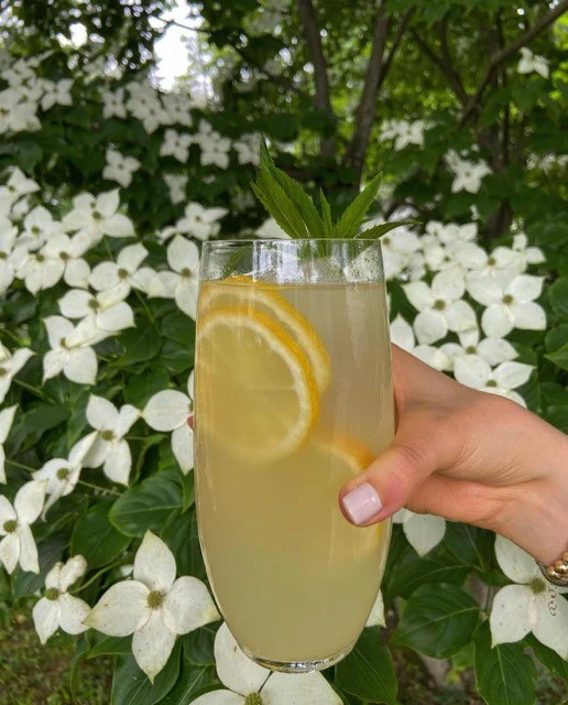 Woman's hand holding glass with bergamot juice mixed with water in front of white flower bush