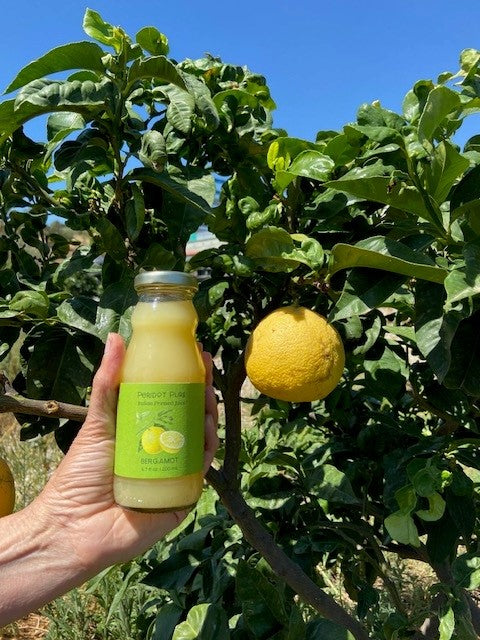 Bergamot juice bottle held next to the bergamot orange